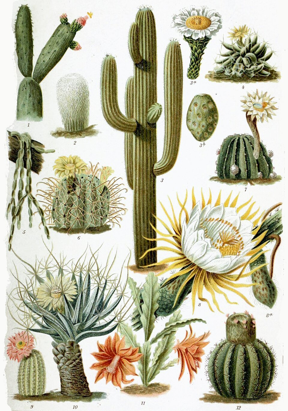 Cactus & Adenium Seeds
