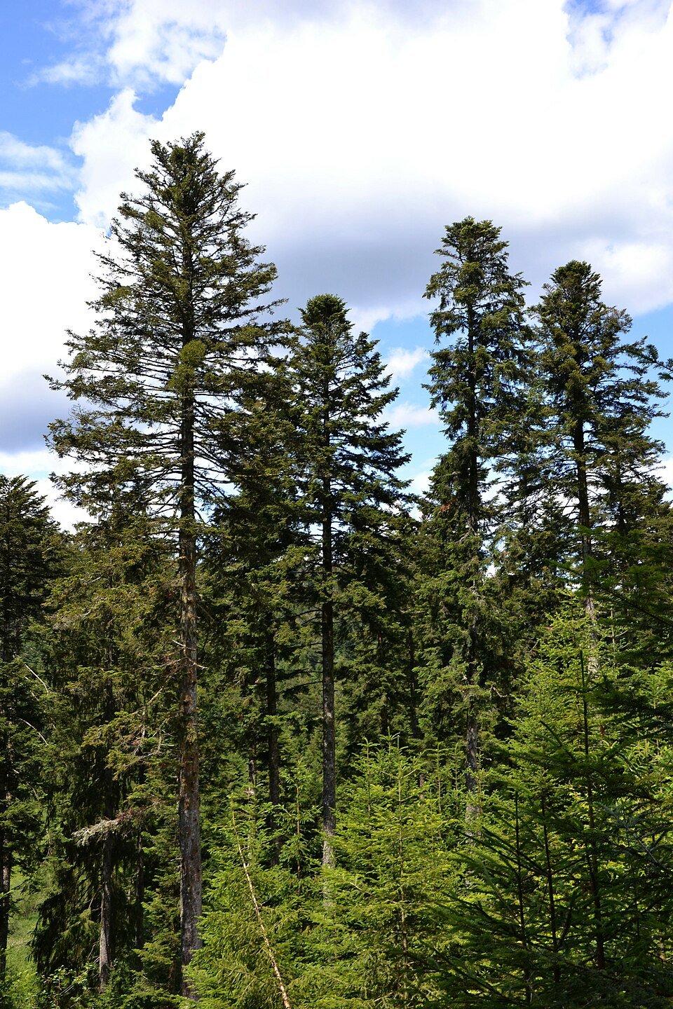 Coniferous Tree Seeds