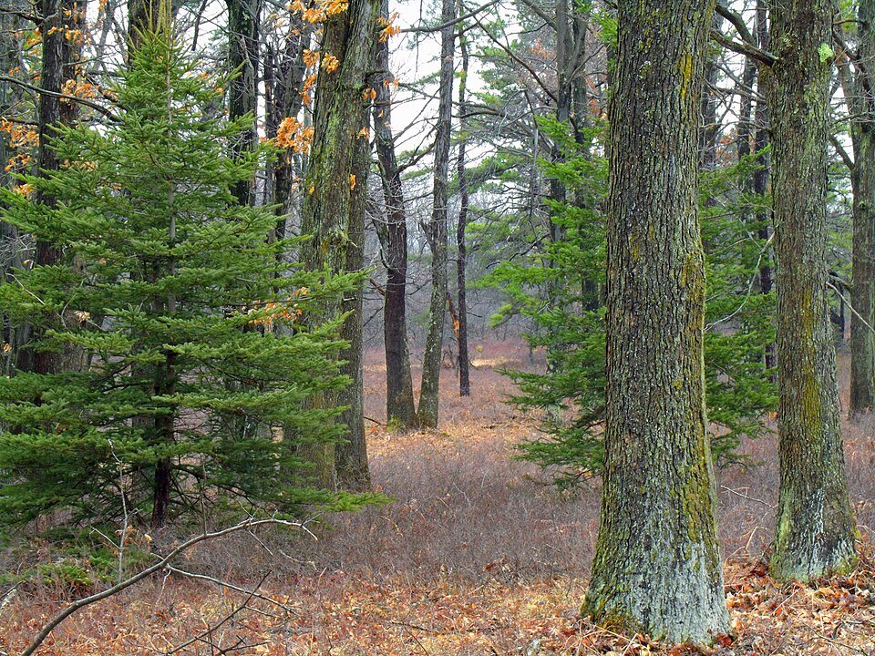 Deciduous Tree Seeds