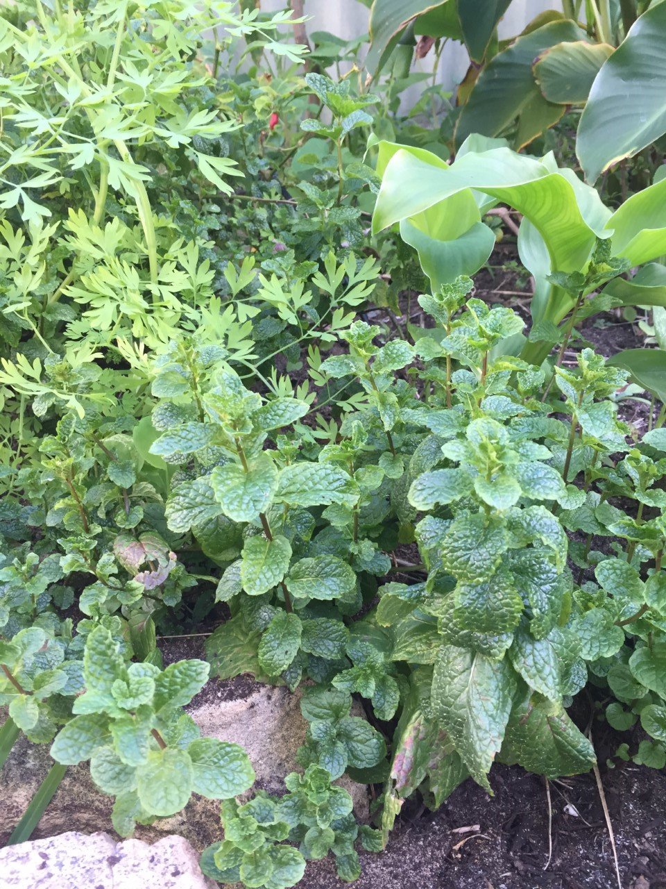 Herb Garden Seeds