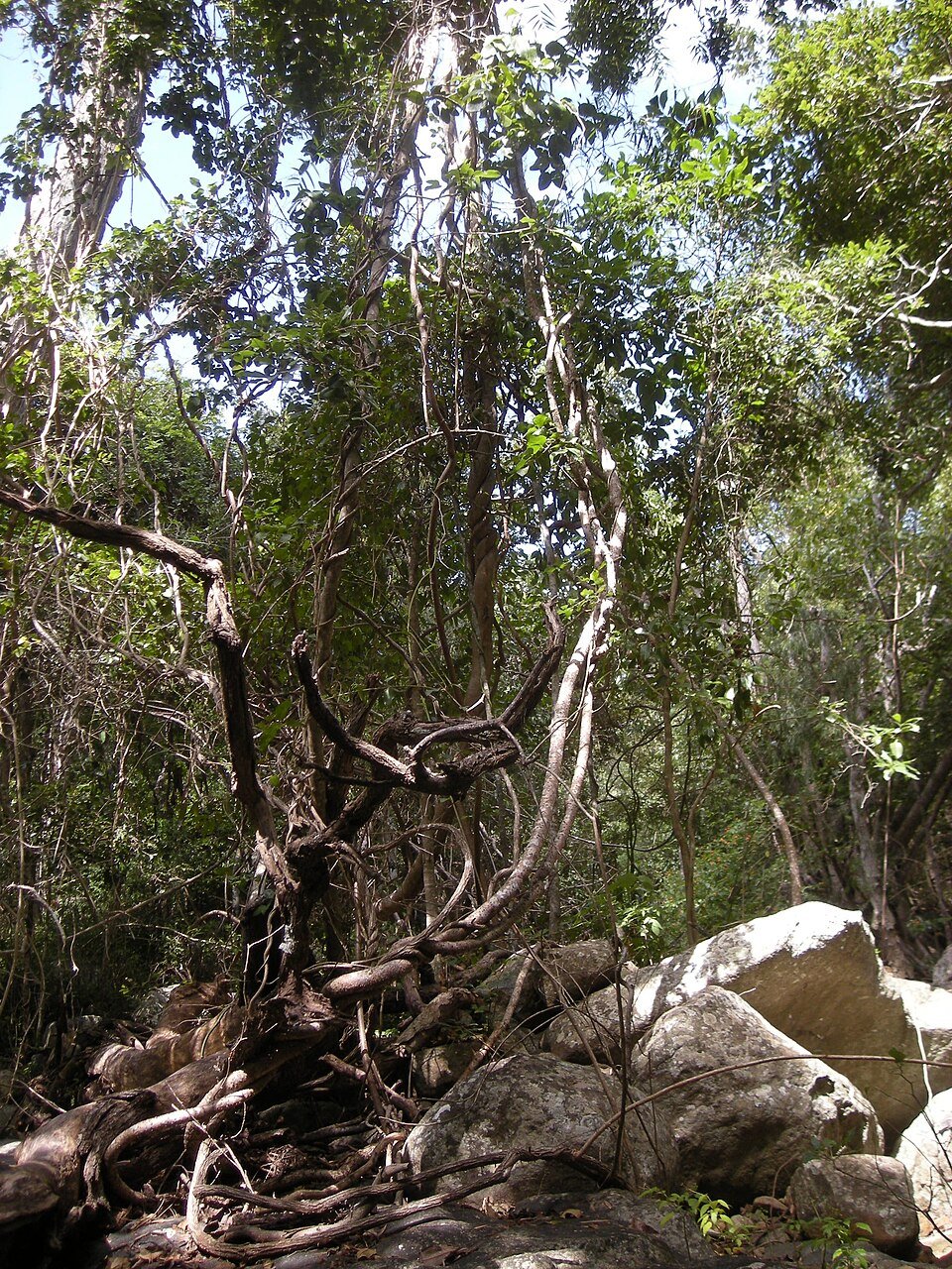 Climber & Vine Seeds