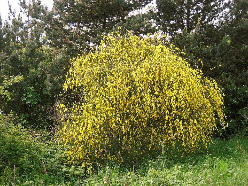 Flowering Shrub Seeds