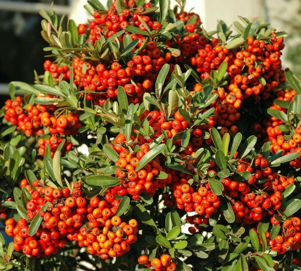 Scarlet Firethorn Seeds for Planting
